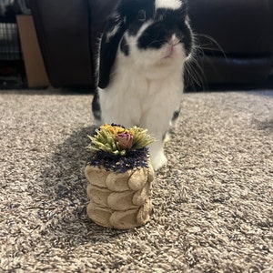 Gideons Hideout Cardboard House for Rabbits Hideout and Chew - Etsy
