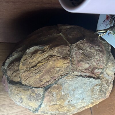 Genuine Megalodon Prehistoric Shark Tooth Fossil 3 - Etsy
