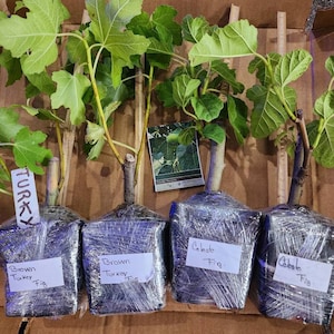 Amy ha añadido una foto de su compra