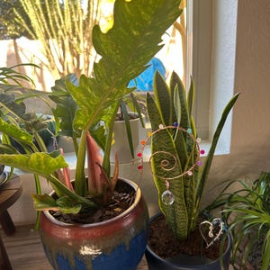 Tawney added a photo of their purchase