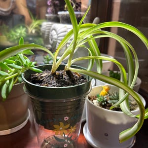Baby Rooted Spider Planthouse Plant  - Etsy