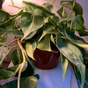 dgallo528 added a photo of their purchase