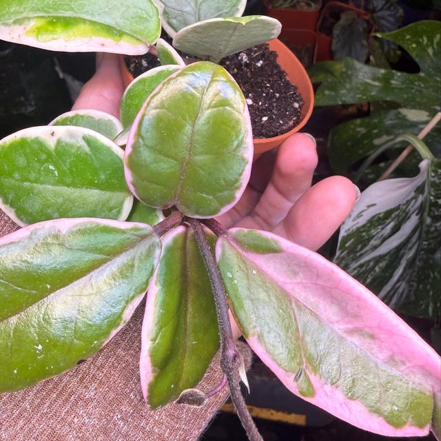 Hoya Flamingo Dream (purple Pride) - New Carnosa Variety - Live