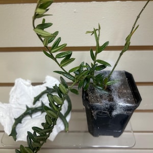 Wanda added a photo of their purchase