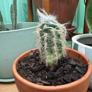 Old Man of the Andes Cactus, Oreocereus Celsianus, Espostoa