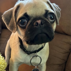 Chestine added a photo of their purchase