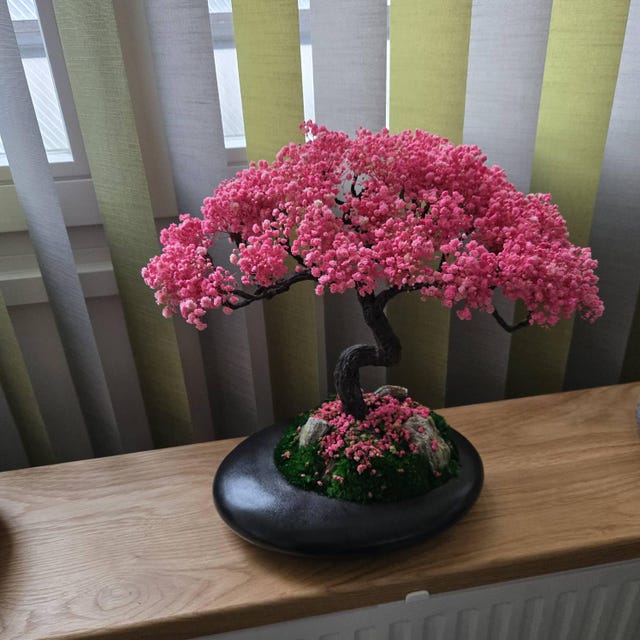 elefantenfuß 180 cm Elefantenfuß - Beaucarnea recurvata