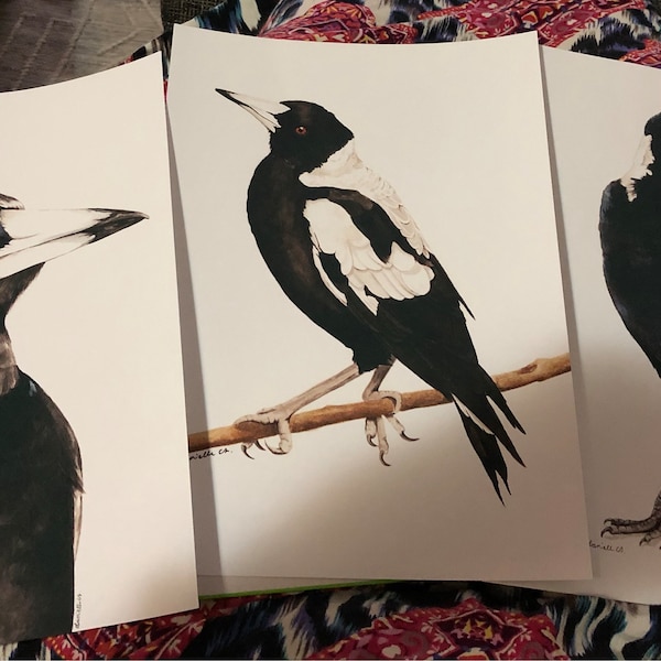 Watercolour Australian Magpie Print - Native Australian Bird Art - Etsy ...