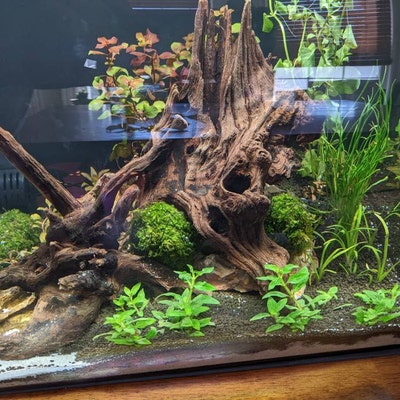 Creeping Jenny Bunched - Eddie's Aquarium Centre | Aquarium Store Albany NY | Pond Construction Saratoga | Plunge Pools Albany NY