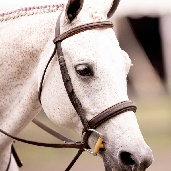 Custom Dog Ears Pencil Drawing Etsy