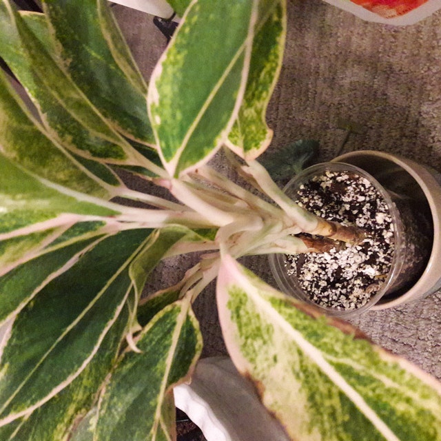 dracaena arborea tree Dracaena arborea, single 17"
