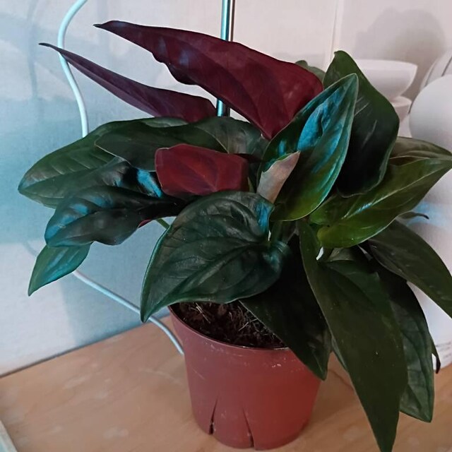 philodendron tiger Philodendron Narrow Tiger Tooth