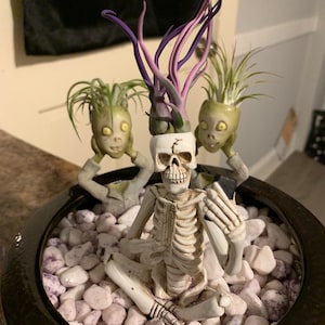 Zheebra added a photo of their purchase