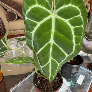 Catalina added a photo of their purchase