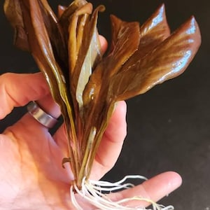 gina adicionaram uma foto da sua compra