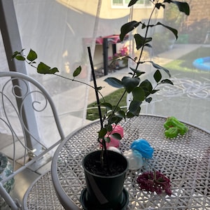 Fazi added a photo of their purchase