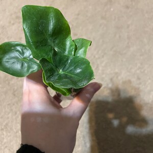 Sarah ha aggiunto una foto del proprio acquisto