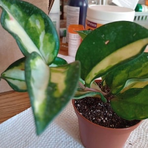 Hoya Carnosa Exotica - Tricolor - Variegated Hoya - Tropical