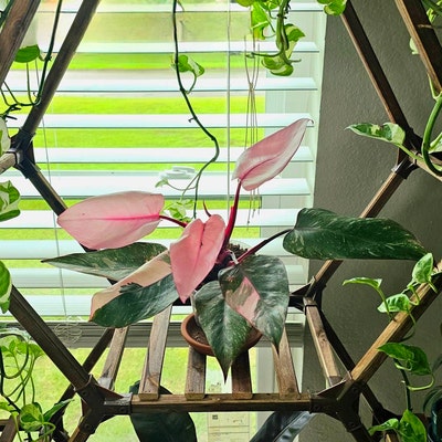 Dischidia String Millions Hearts 4 - Etsy