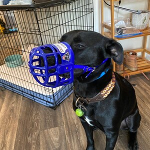 no bark muzzle petsmart no bark muzzle petsmart