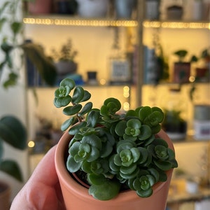 Aneeka ha añadido una foto de su compra