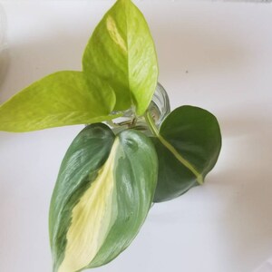 Martha Schultz added a photo of their purchase