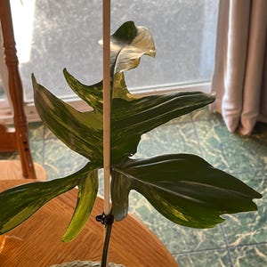 Nicholas added a photo of their purchase