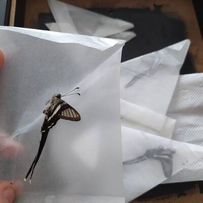 Unspread Sphingidae, Real Moth, Insect Specimen, Beautiful Insects ...