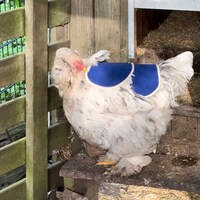 Chicken Saddle, Chicken Apron, Hen Protector, POULET WING PROTECTION ...