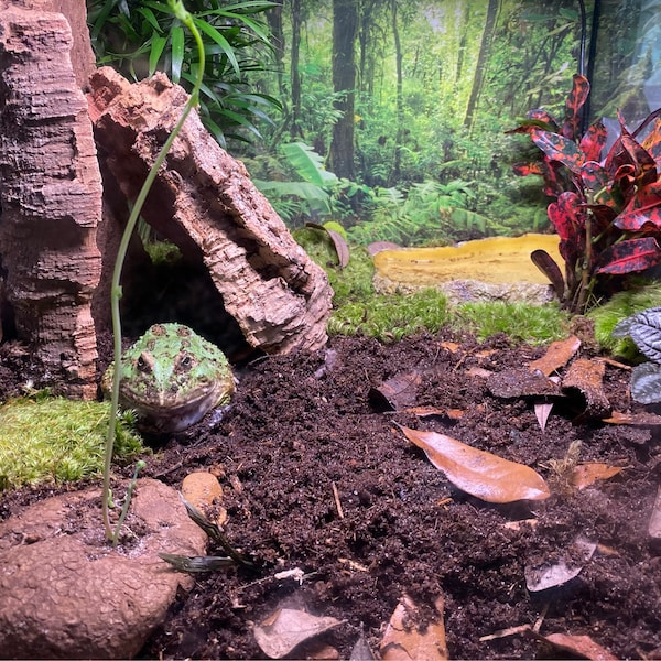 Frog Travel Buddies
