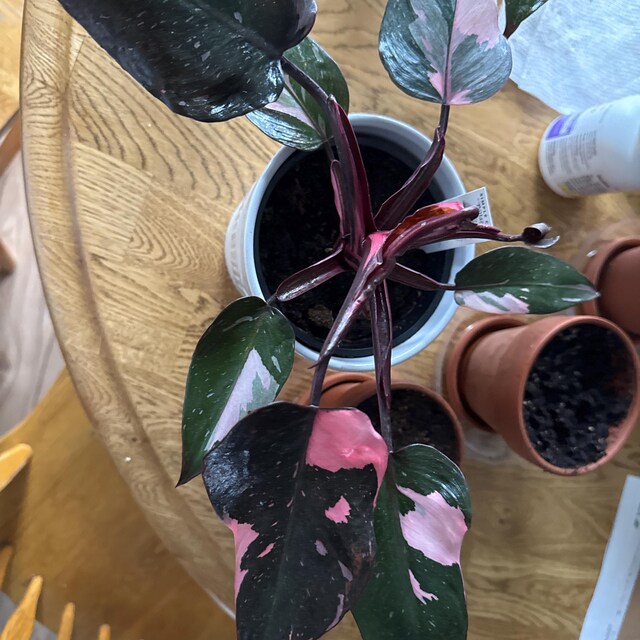 Philodendron Black Cherry Pink Princess #2 Starter Plant