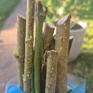 Casey ha añadido una foto de su compra