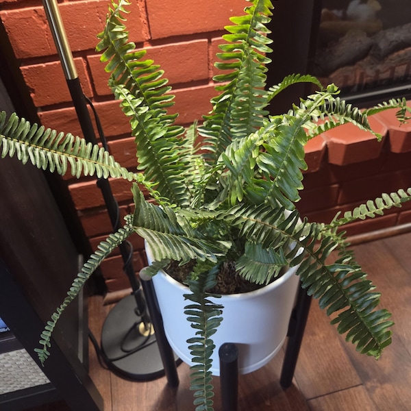Boston Fern 'compacta' in 4