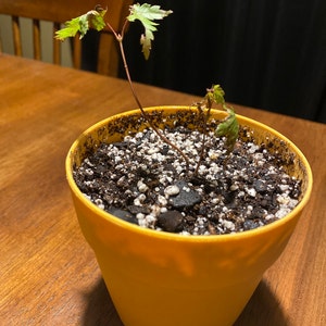 Japanese Red Maple Tree About 4 Sango Kaku Senkaki Bonsai Green - Etsy