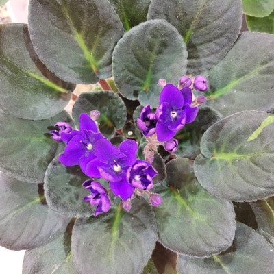 Optimara African Violet Variety Pack 4 Plants 4 Pots - Etsy