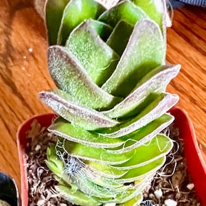 Connie ha añadido una foto de su compra