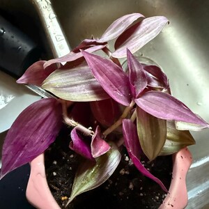 Assorted Wandering Jew/Tradescantia Fluminensis Zebrina House