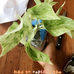 aiyanaking0314 added a photo of their purchase