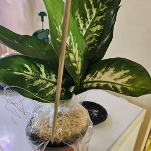 Linda added a photo of their purchase