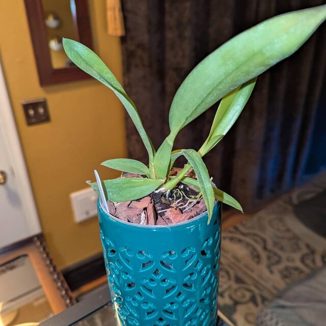 Leomezia Lava Burst, Miniature Orchid Shipped in 2.5