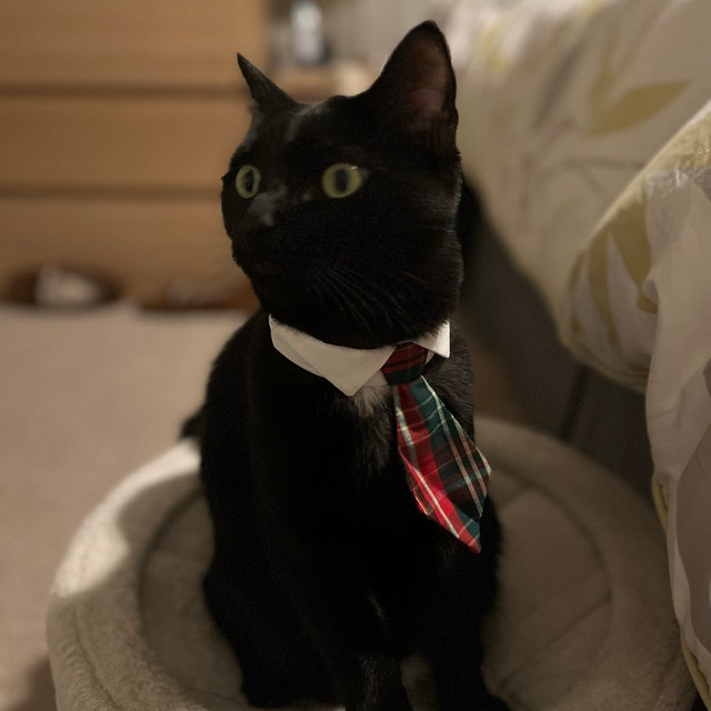 Business cat tie online collar