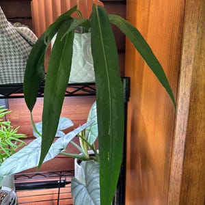 Enid added a photo of their purchase