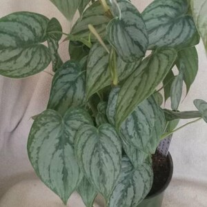 Connie added a photo of their purchase