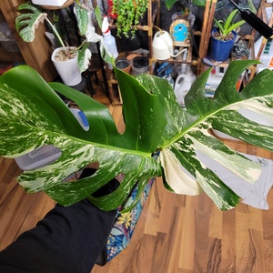 Wandering added a photo of their purchase
