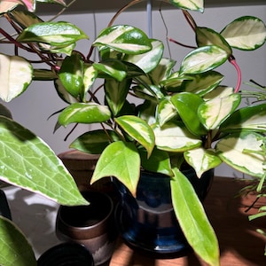 Janice added a photo of their purchase