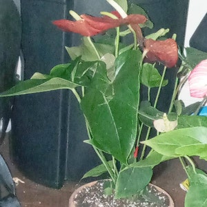 Luna ha añadido una foto de su compra