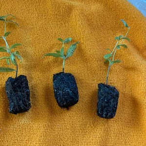 Kristen ha añadido una foto de su compra