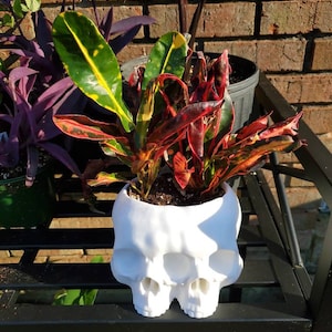 Maile added a photo of their purchase