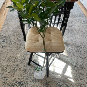 Willa さんが購入した商品の写真を追加しました