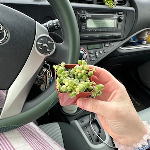 Aspyn added a photo of their purchase